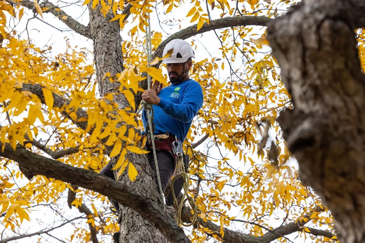 Skilled Tree Transplanting crew working in Cedaredge